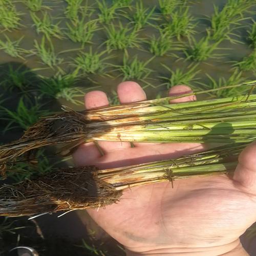 生物質秸稈炭在土壤污染治理中的應用與廣東供應實踐
